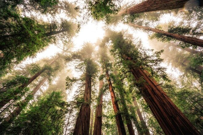Guided Electric Bike Tour to Muir Woods - Tour Inclusions and Cost