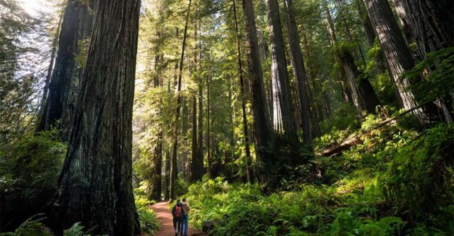 Guided Electric Bike Tour to Muir Woods - Customer Reviews and Testimonials