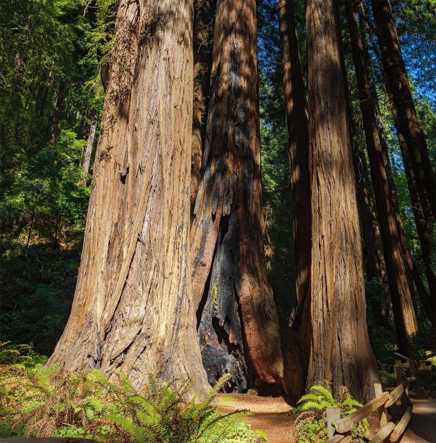 Guided Electric Bike Tour to Muir Woods - Additional Information and Tips