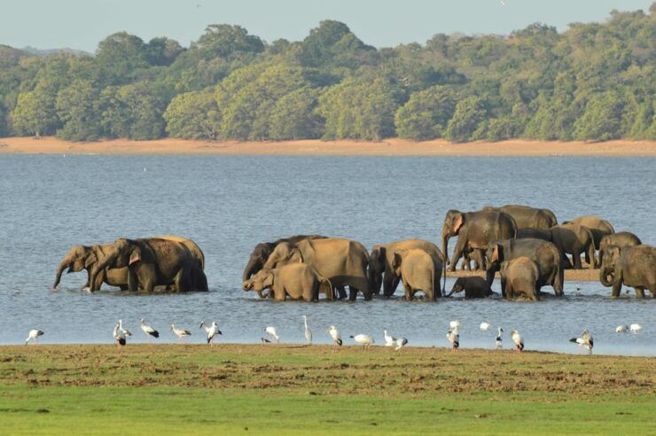 Guided Elephant Safari: Minneriya - Unique Wildlife Experience