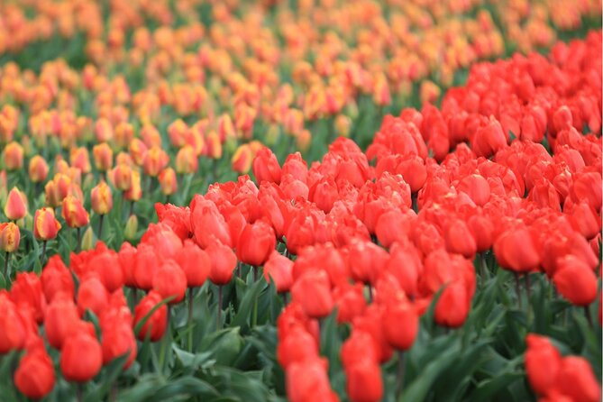 Guided Excursion to Keukenhof and Tulip Experience From Amsterdam - Amsterdam Departure: Convenient Transportation Options