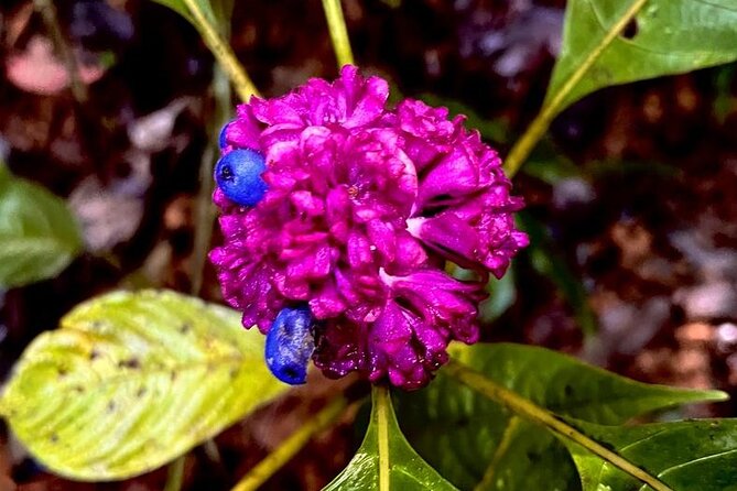 Guided Fauna and Flora Observation Tour, Anton Valley - Booking and Cancellation Policy