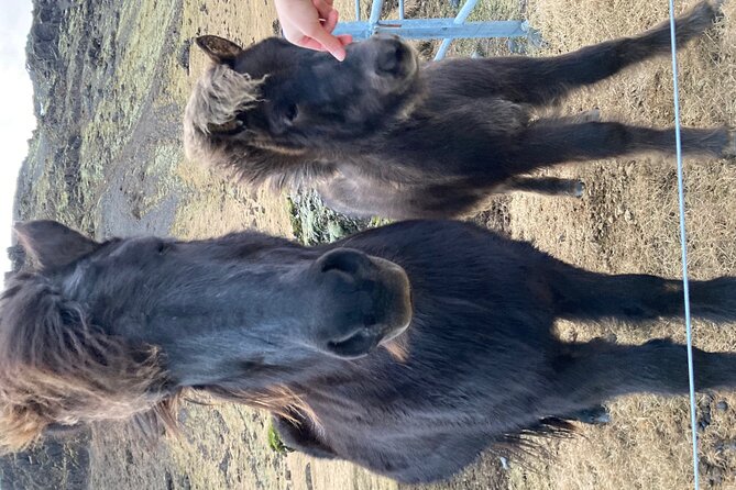 Guided Golden Circle With Hidden Spots Private Tour in Iceland - Hidden Spots and Unique Experiences