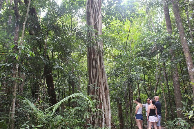 Guided Half-Day Tour of Daintree Rainforest  - Port Douglas - Refreshing Swim in a Freshwater Stream