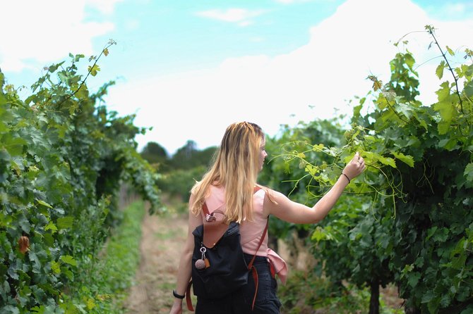 Guided Healdsburg Wine Country Bike and Wine Tasting Tour With Lunch - Expert Commentary and Guided Route
