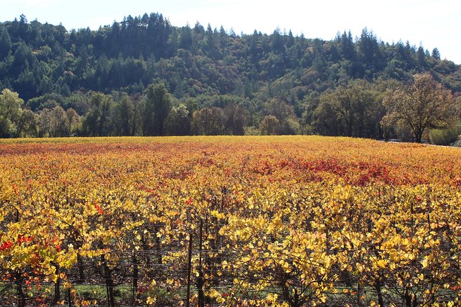 Guided Healdsburg Wine Country Bike and Wine Tasting Tour With Lunch - Common Questions