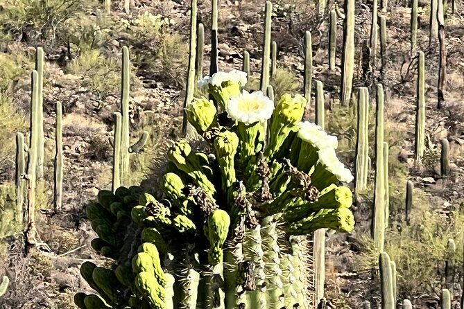 Guided Hike in the Sonoran Desert - Authenticity and Hidden Gems