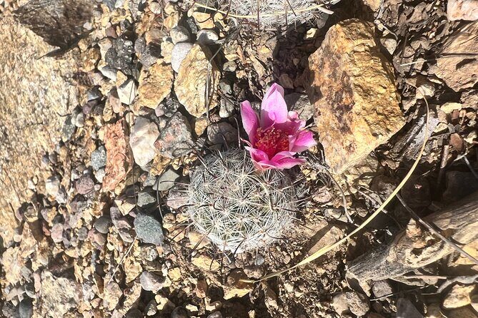Guided Hike in the Sonoran Desert - Who Is This Tour Best For?