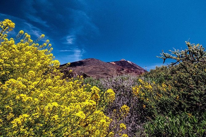 Guided Hike - The Tajinaste Trail - Cancellation Policy
