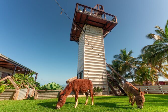 Guided Hike with Miniature Donkeys to a Secluded Beach - Practical Details and Tips