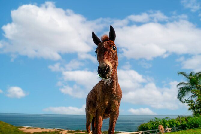 Guided Hike with Miniature Donkeys to a Secluded Beach - Insights from Reviewers