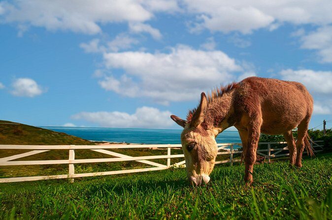 Guided Hike with Miniature Donkeys to a Secluded Beach - FAQ