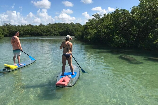 Guided Island Eco Tour - CLEAR or Standard Kayak or Board - Common Questions