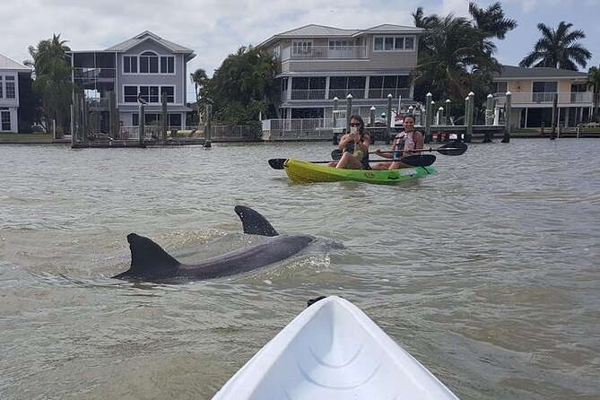 Guided Kayak Eco Tour in Pelican Bay - Pricing and Booking
