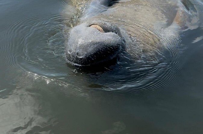Guided Kayak Experience at EG Simmons Park - Final Verdict