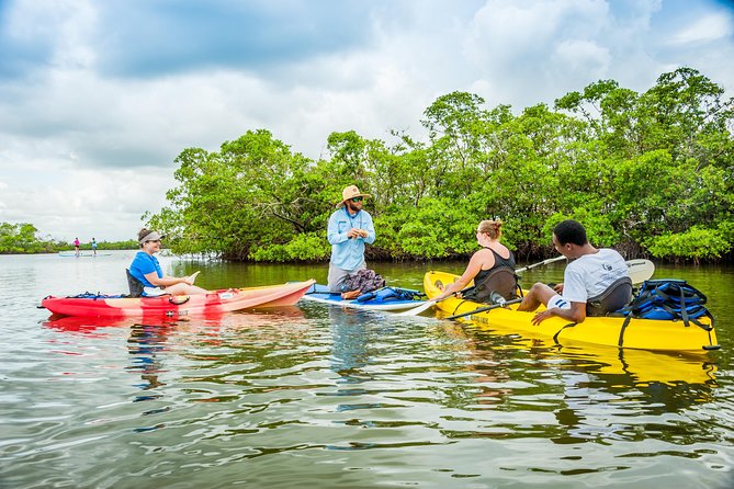 Guided Kayak Mangrove Ecotour in Rookery Bay Reserve, Naples - Overview of Rookery Bay Reserve