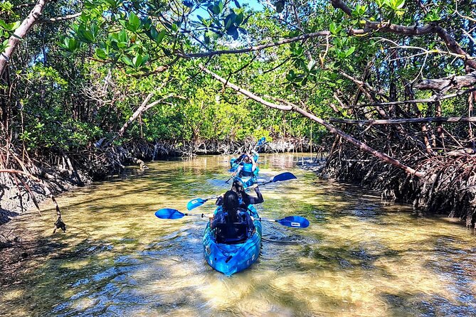 Guided Kayak Mangrove Ecotour in Rookery Bay Reserve, Naples - Additional Information and Requirements