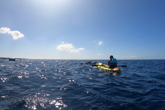 Guided Kayak Tour From Los Cristianos Beach Tenerife - Cancellation Policy