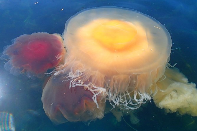 Guided Kayak Tour on San Juan Island - Directions and Product Information