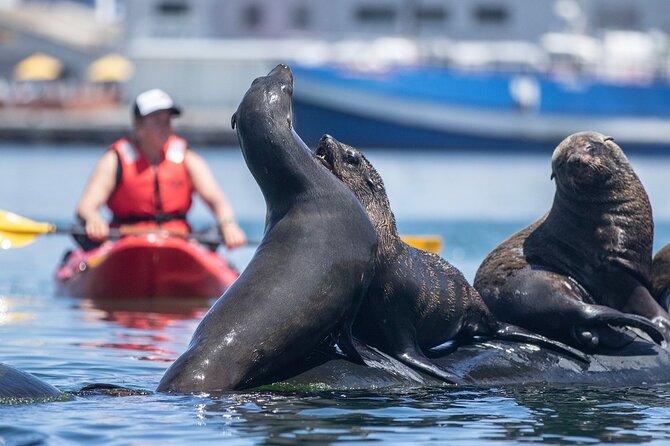 Guided Kayaking Adventure With Marine Life in Hout Bay - Logistics and Meeting Point