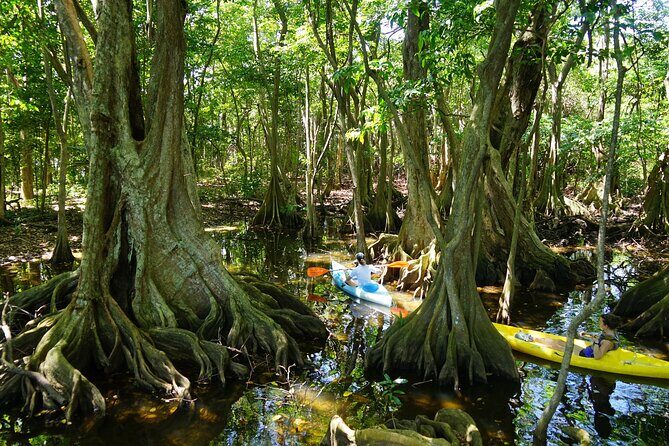 Guided Kayaking Tour of the Mitan Pond and its Mangrove - Good To Know