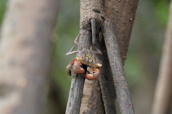 Guided Kayaking Tour of the Mitan Pond and its Mangrove - What Makes This Kayaking Tour Stand Out?