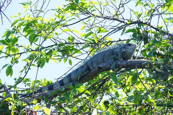 Guided Kayaking Tour of the Mitan Pond and its Mangrove - Who Should Consider This Tour?