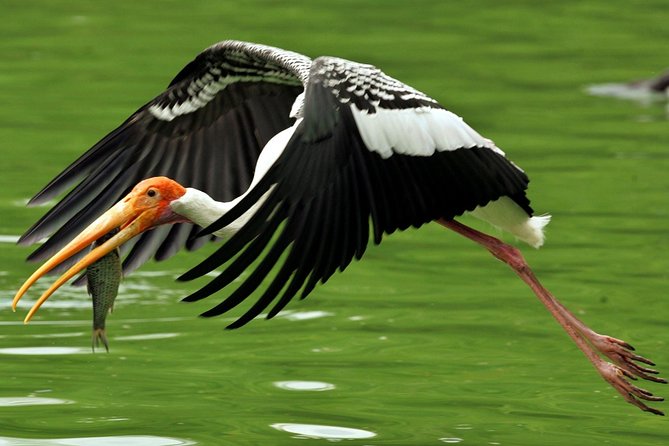 Guided Keoladeo Bird National Park Tour in Bharatpur From Jaipur - Price and Booking Details