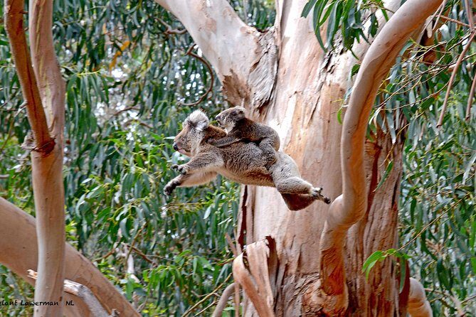 Guided Koala Walk and Bushfire ecology tour - Price and Value Analysis