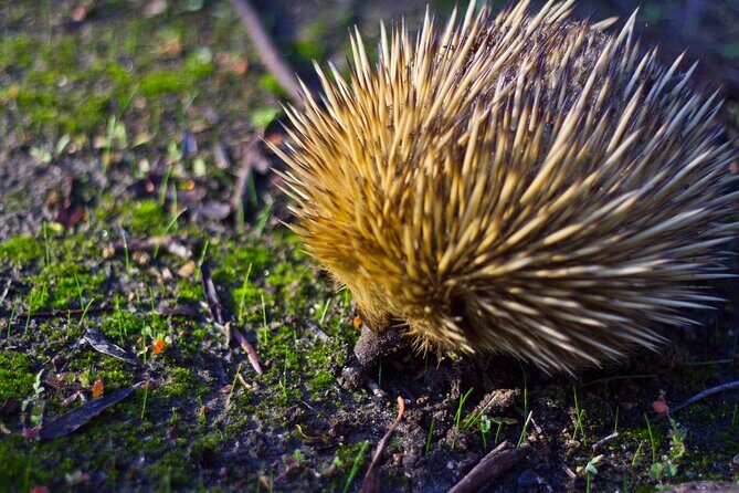 Guided Koala Walk and Bushfire ecology tour - Authentic Perspectives from Past Participants