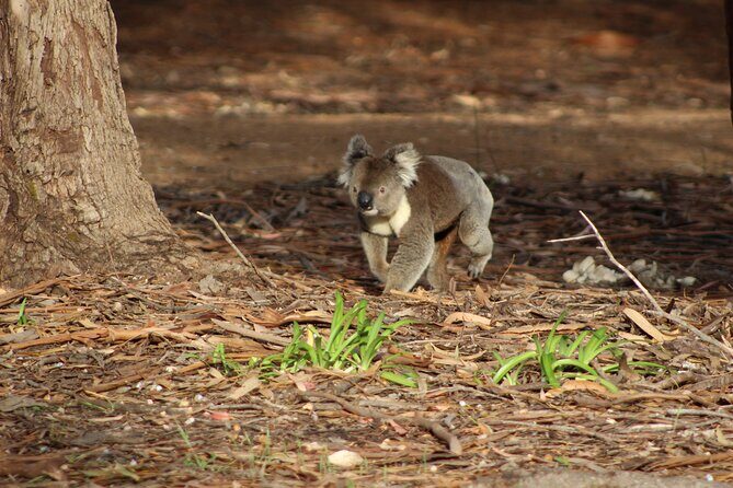 Guided Koala Walk and Bushfire ecology tour - The Sum Up