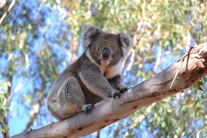 Guided Koala Walk and Bushfire ecology tour - Frequently Asked Questions