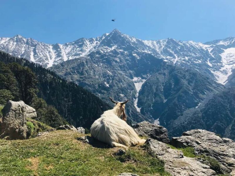 Guided Lama Dugh Hike in Manali - Detailed Itinerary Breakdown