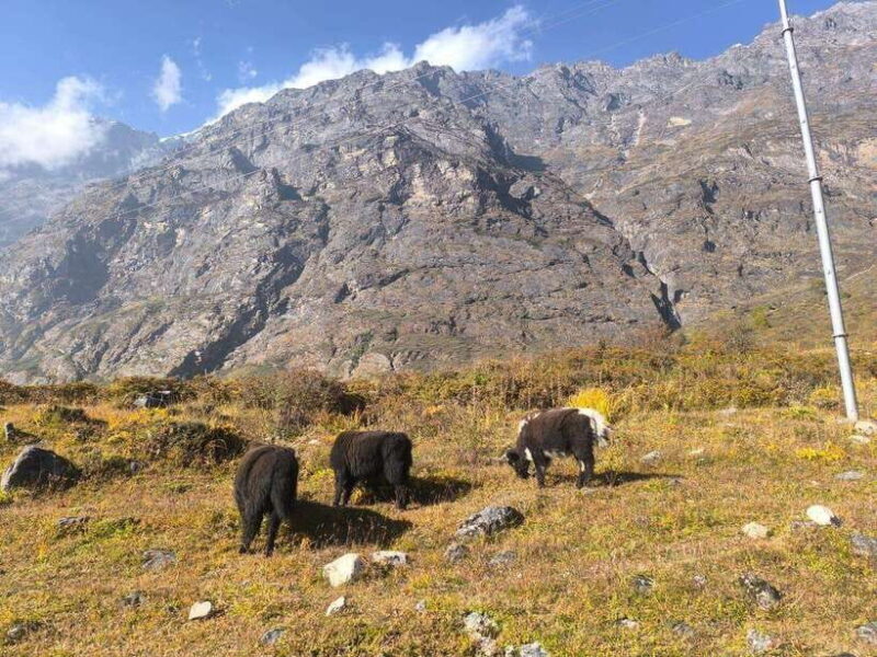 Guided: Langtang Valley Trek - 8 Days - Practical Details and Traveler Tips