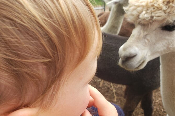 Guided Lilymoore Alpaca Farm Tour - Accessibility and Guidelines