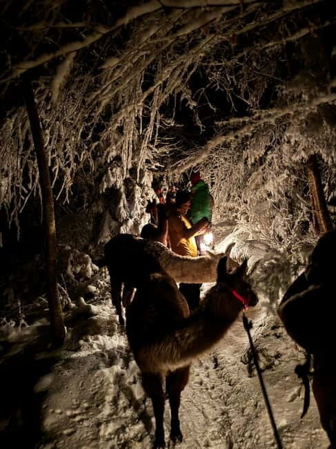 Guided llamawalk with a traditional, homemade cheesefondue - A Delightful Blend of Nature, Animals, and Culinary Pleasure in Liechtenstein