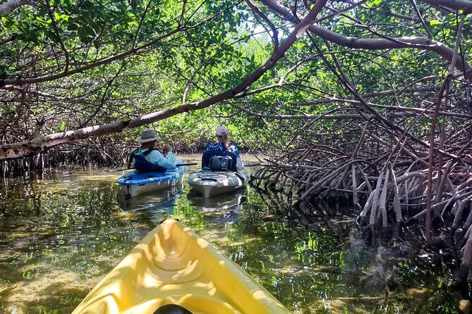 Guided Mangrove Eco Tours Kayak or Paddleboard Adventure - Good To Know