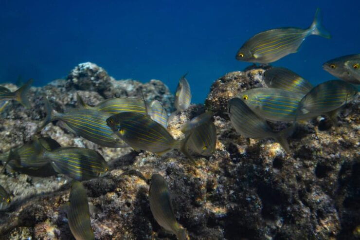 Guided Marine Life Excursion in Estepona - Pricing and Reservations