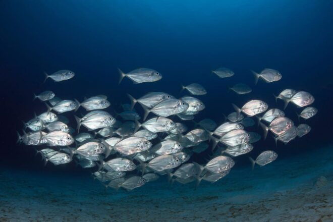 Guided Marine Life Excursion in Estepona - Learning Experience