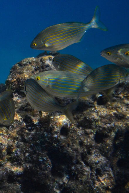 Guided Marine Life Excursion in Estepona - Inclusions and Amenities