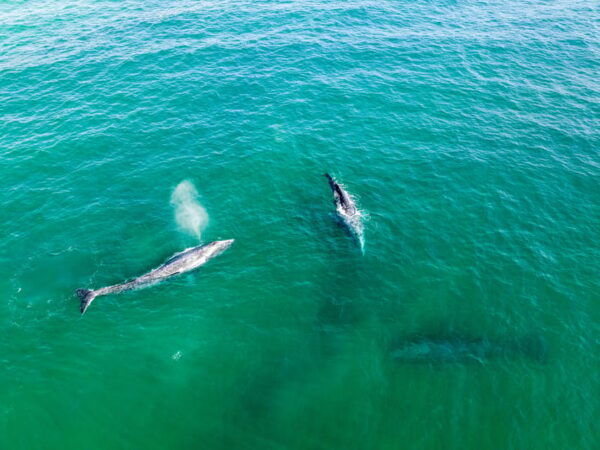 Guided Marine Life Excursion in Estepona - Motorboat Specifications