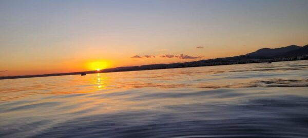 Guided Marine Life Excursion in Estepona - Marine Life Diversity