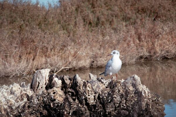 Guided Marine Life Excursion in Estepona - Local Fishing Practices