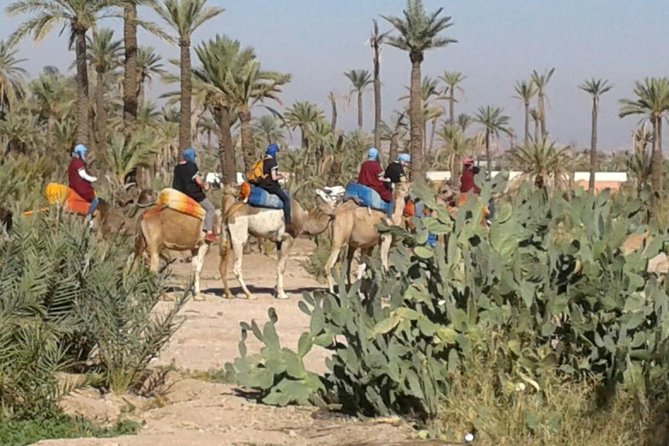 Guided Marrakech Camel Riding in Palm Grove + Minth Tae - Expectations and Requirements