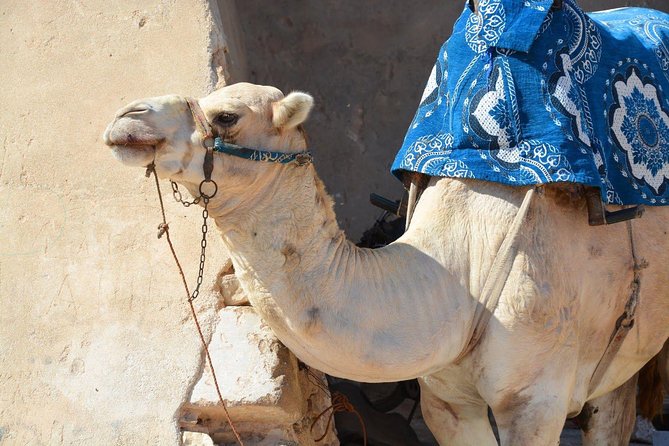 Guided Marrakech Camel Riding in Palm Grove + Minth Tae - Customer Reviews