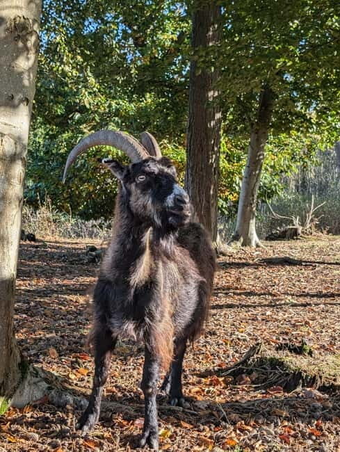 Guided Nature Tour: Pilgrims Way & Bigbury Fort - An In-Depth Look at the Blean Woods Tour