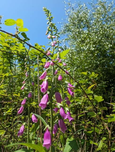 Guided Nature Tour: Pilgrims Way & Bigbury Fort - FAQs