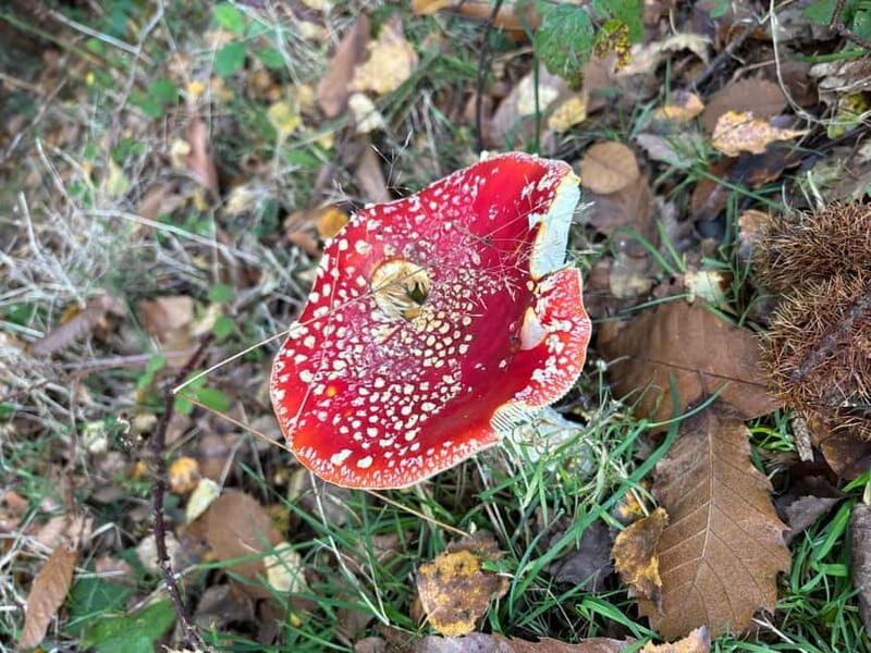 Guided Nature Tour: Pilgrims Way & Bigbury Fort - Final Thoughts