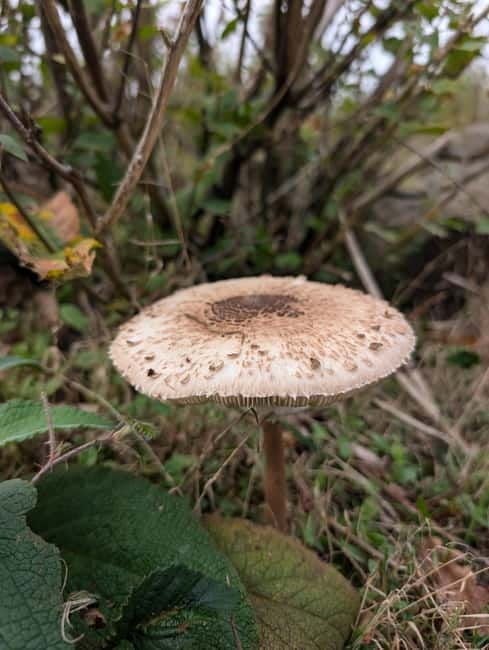 Guided Nature Tour: Pilgrims Way & Bigbury Fort - Good To Know