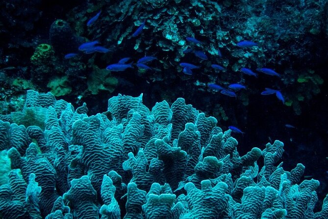 Guided Night Snorkeling in Roatan - Additional Information
